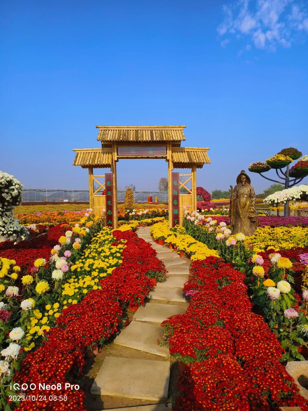 鹤乡菊海旅行图片 1