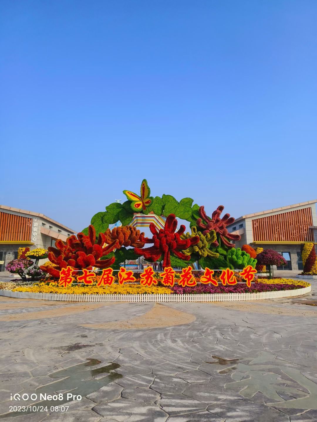 鹤乡菊海旅行图片 2