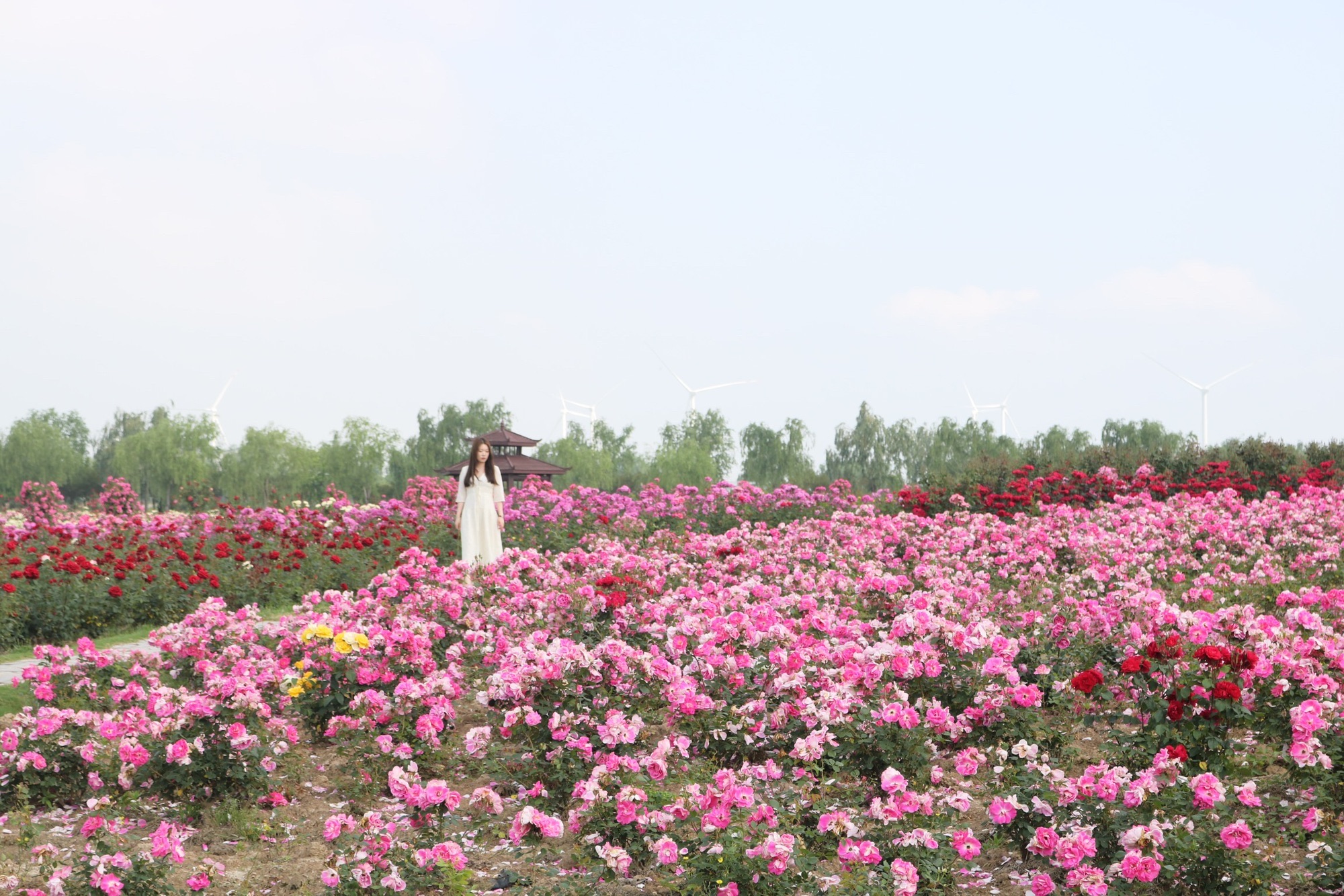 鹤乡菊海旅行图片 2
