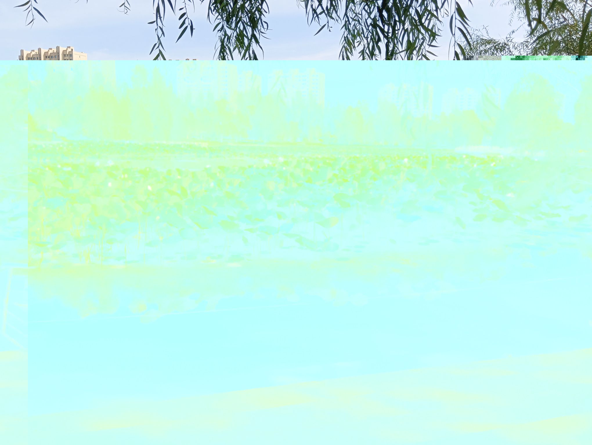 锦湖湿地公园旅行图片 3