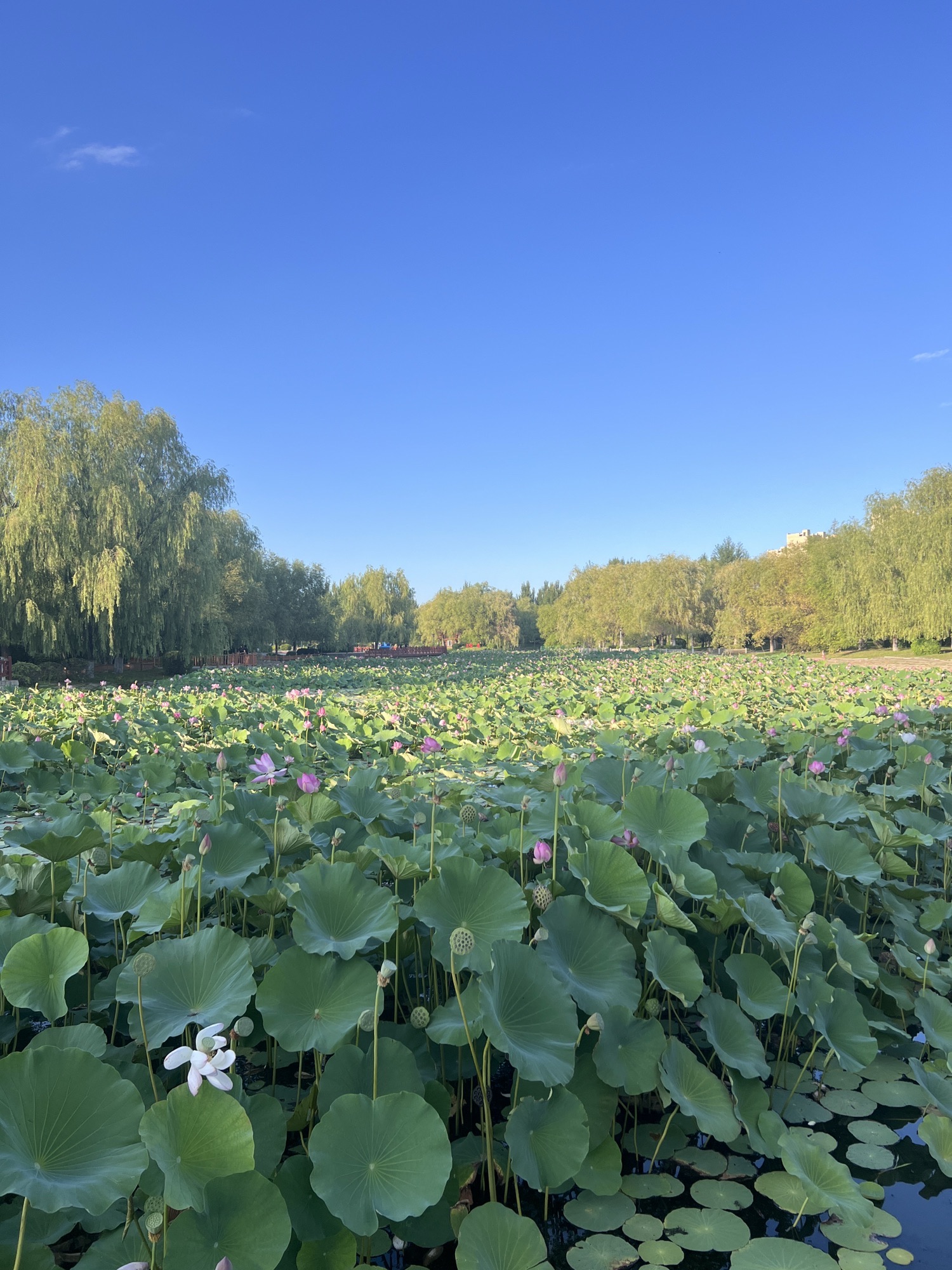 锦湖湿地公园