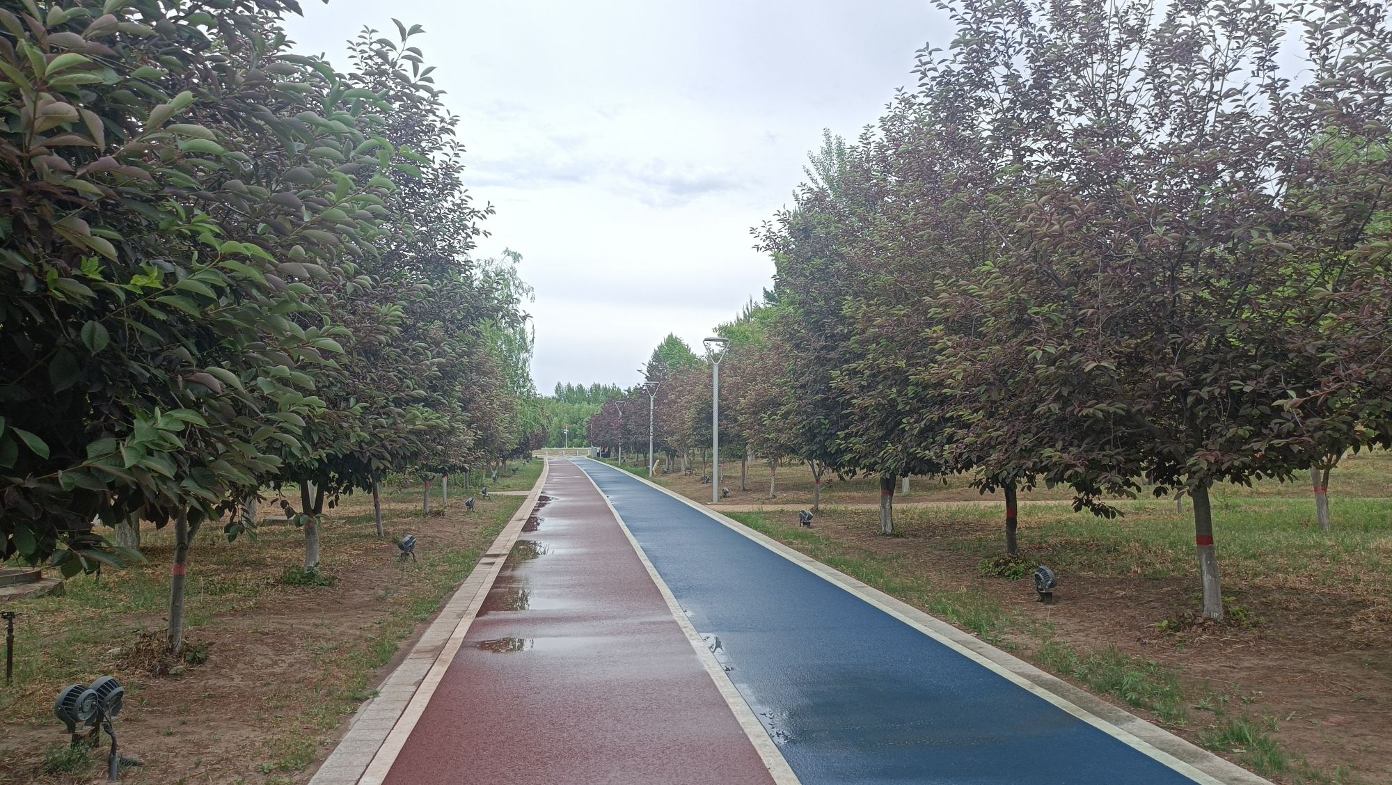 锦湖湿地公园旅行图片 3