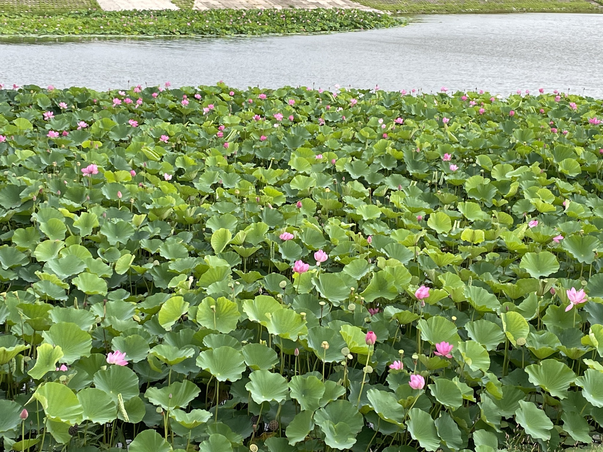 锦湖湿地公园