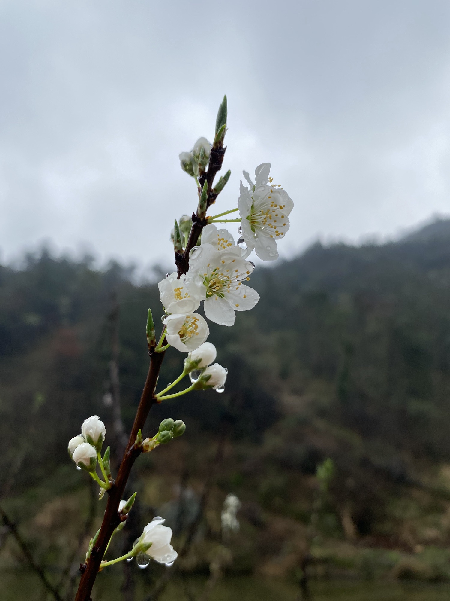 长沙北山森林公园旅行图片 2