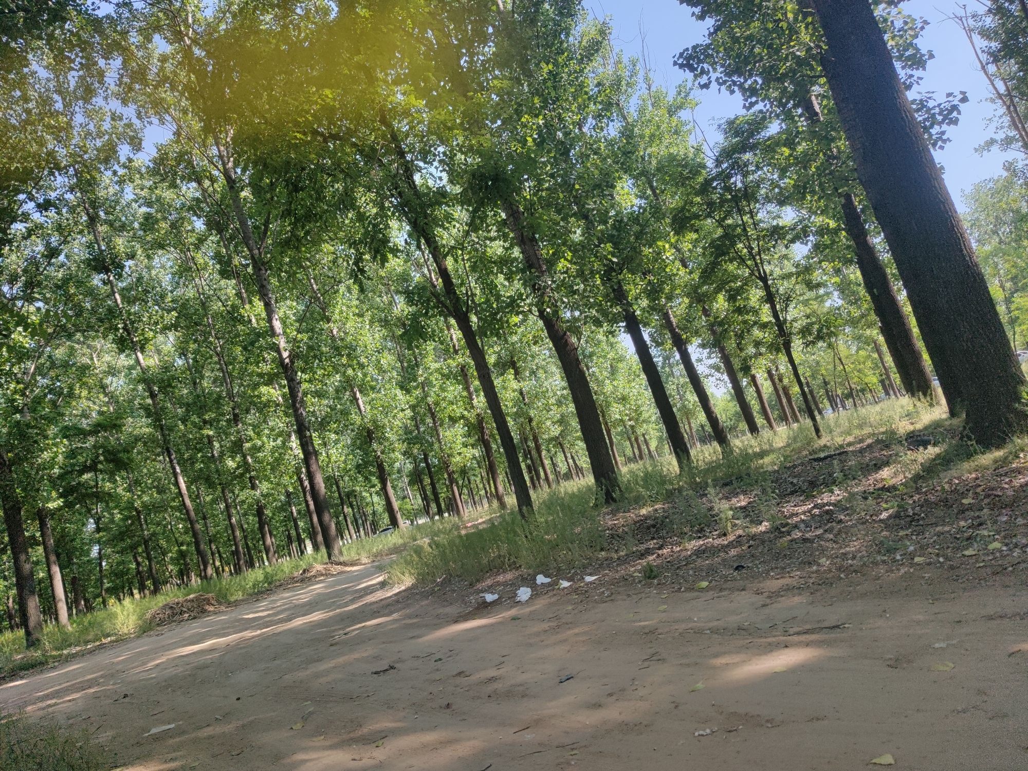 民权国家森林公园旅行图片 2
