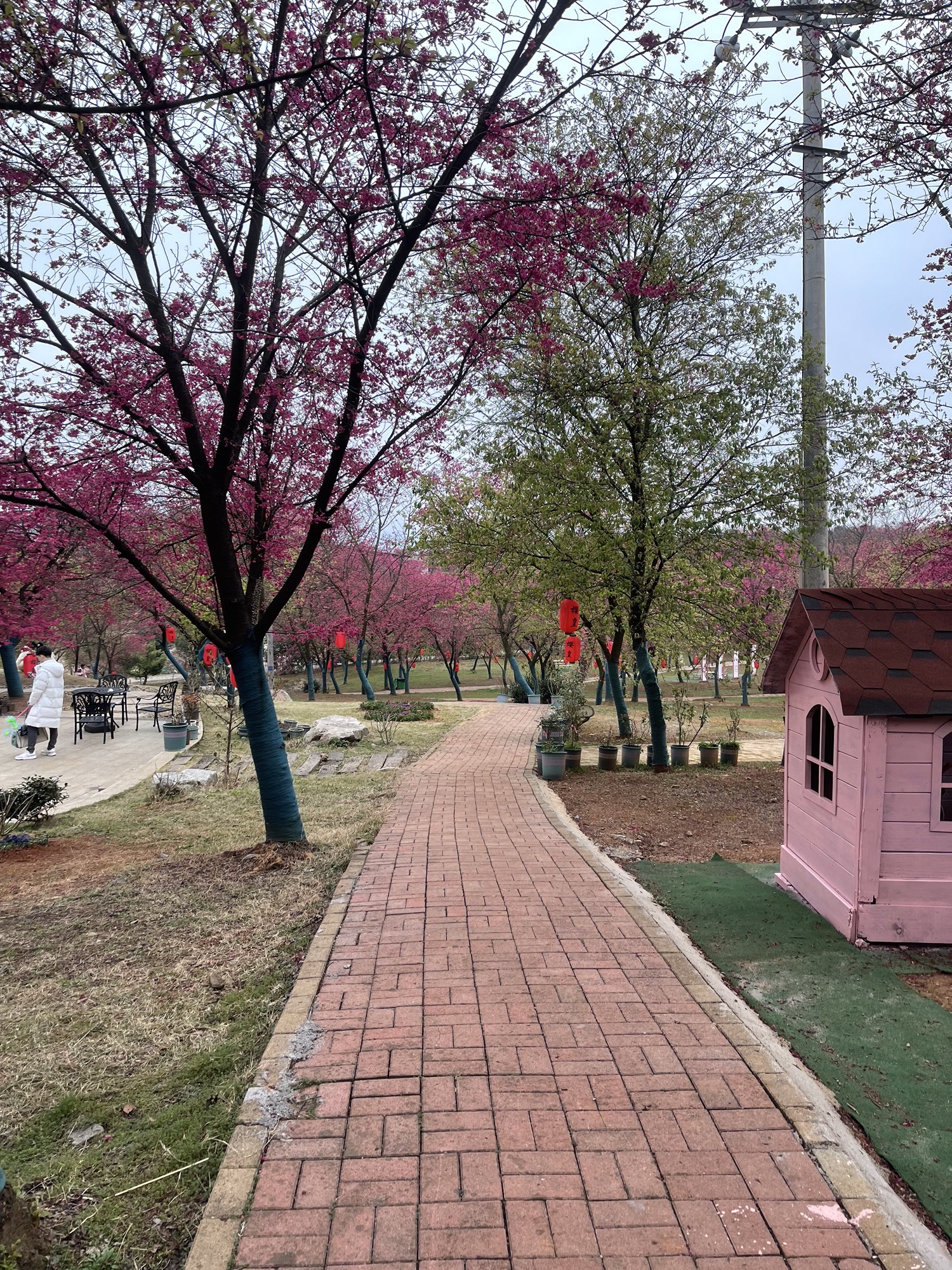桂阳樱花园旅行图片 2