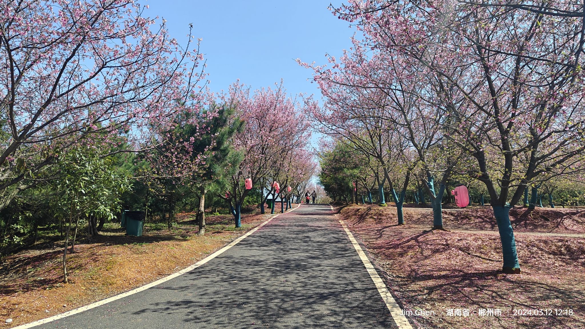 桂阳樱花园旅行图片 2