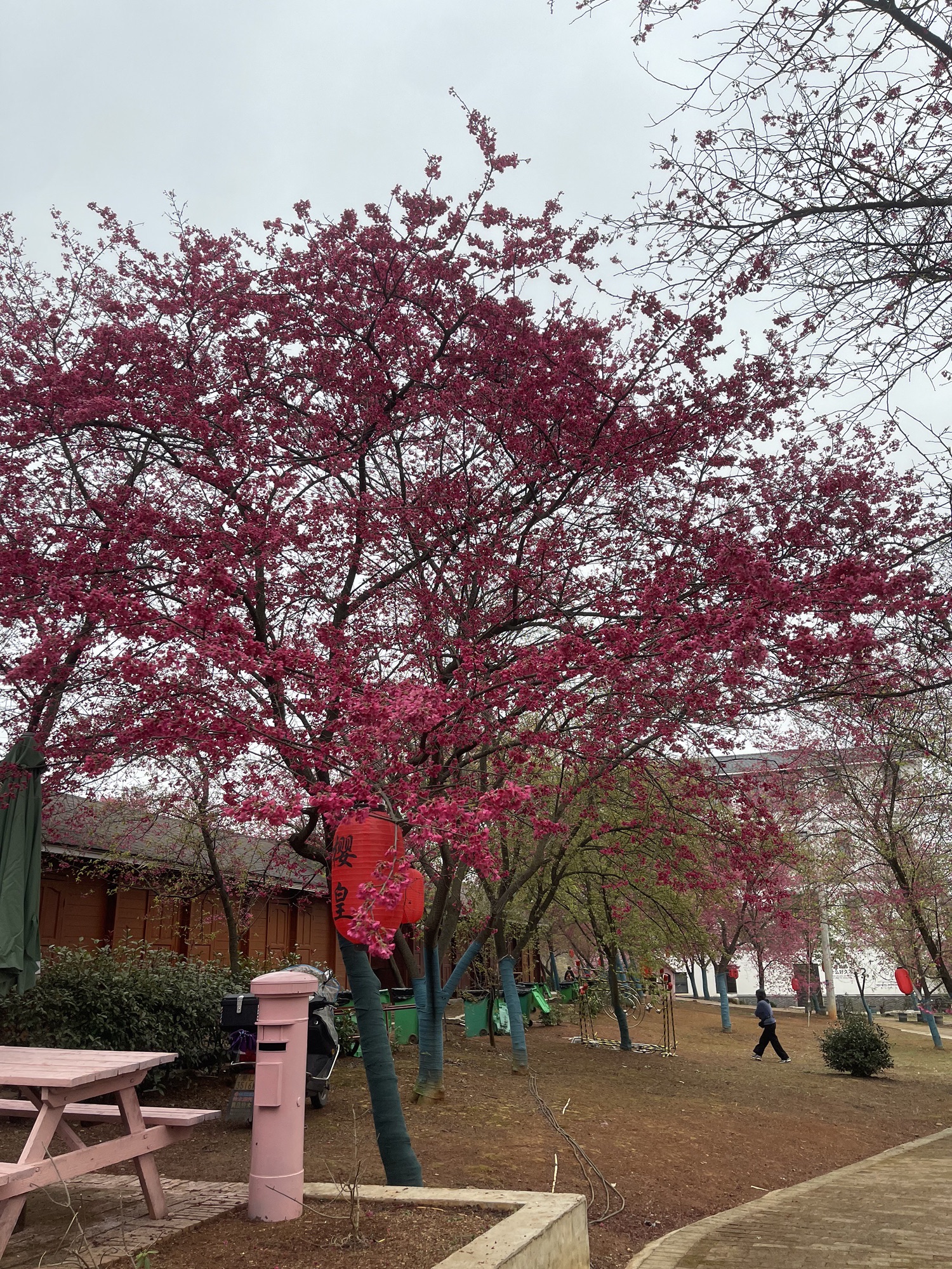 桂阳樱花园旅行图片 1