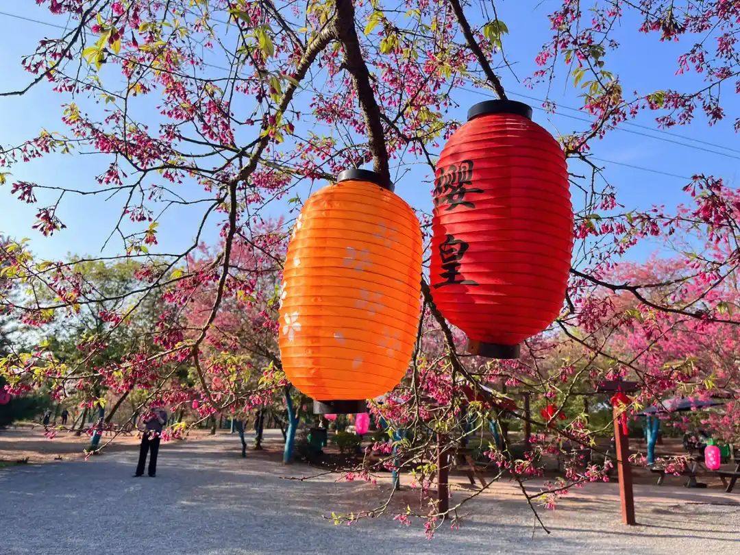 桂阳樱花园旅行图片 1