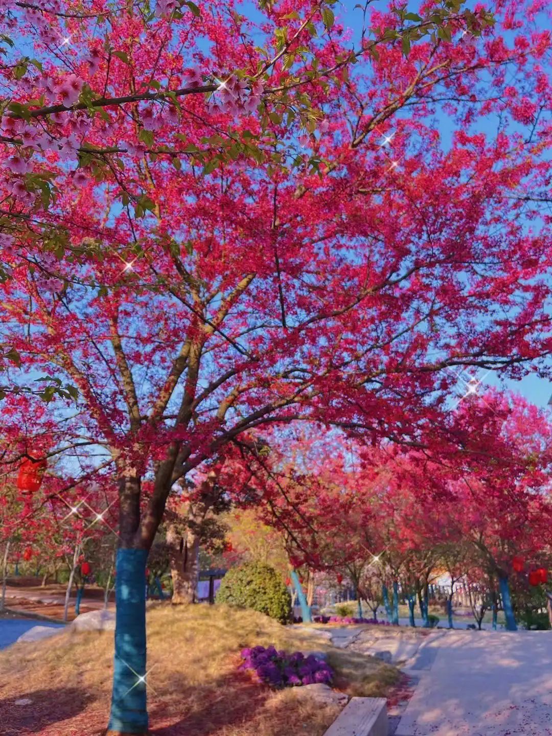 桂阳樱花园旅行图片 2