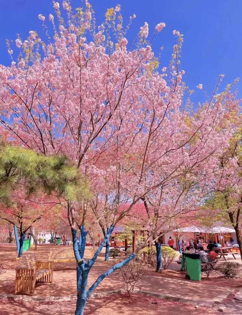 桂阳樱花园旅行图片 2