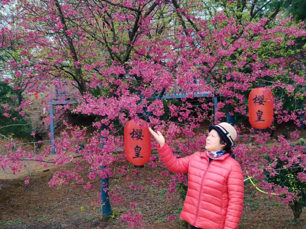 桂阳樱花园旅行图片 1