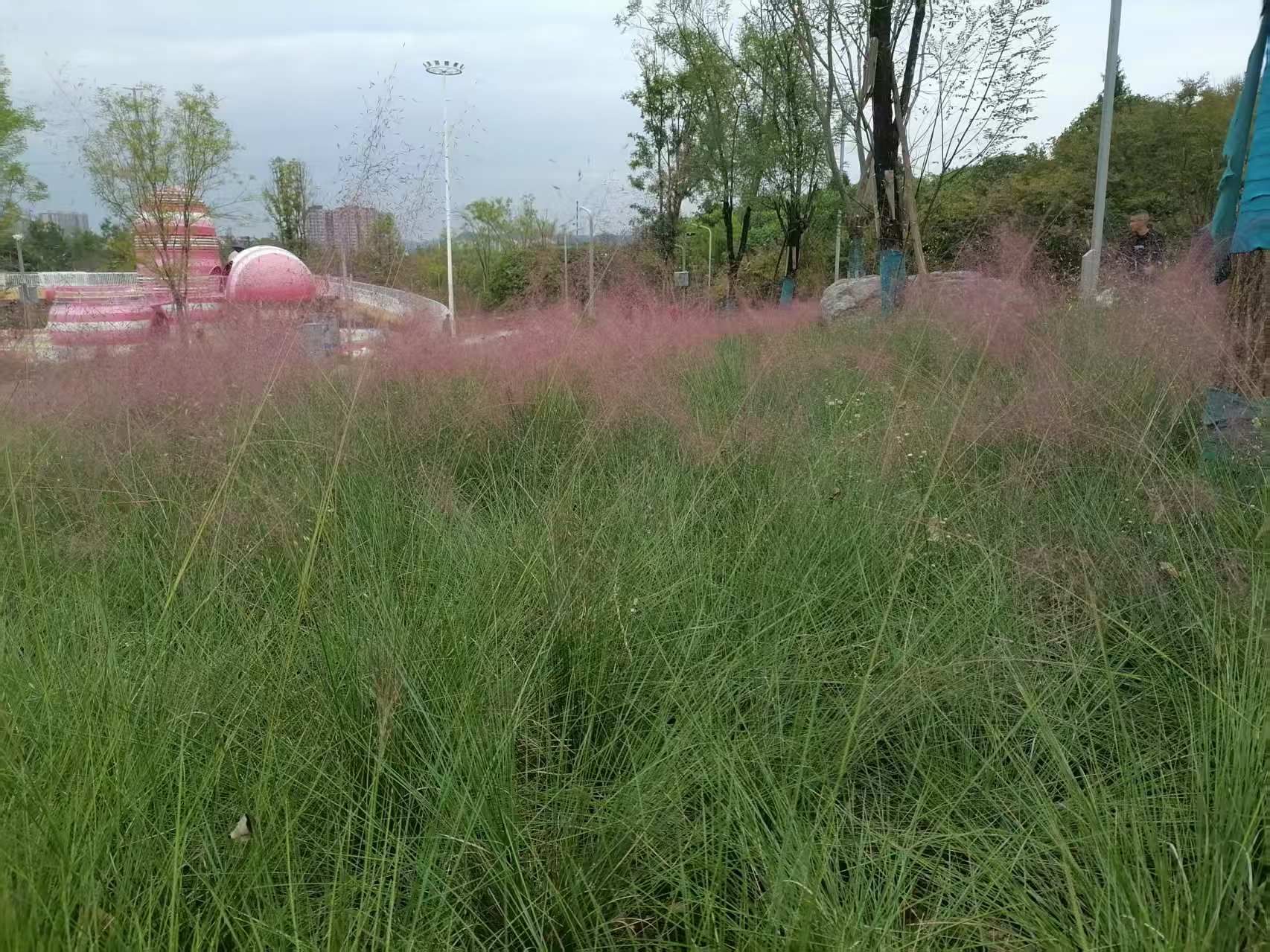 南充市城北公园旅行图片 3