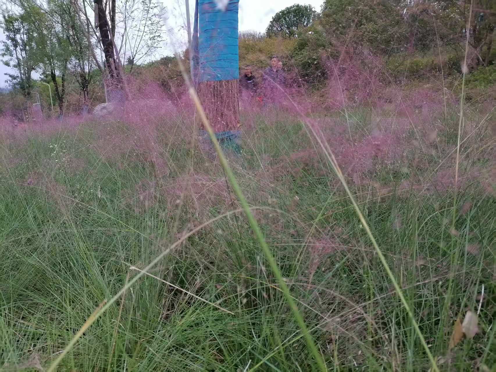 南充市城北公园旅行图片 2