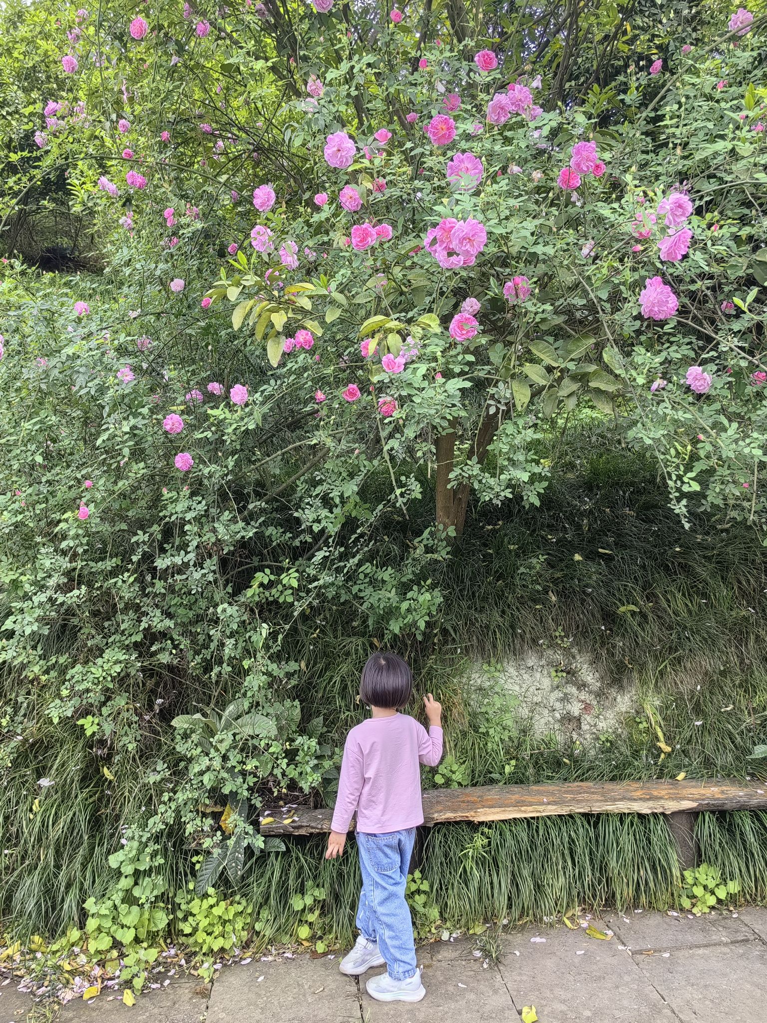 三担湖公园旅行图片 1