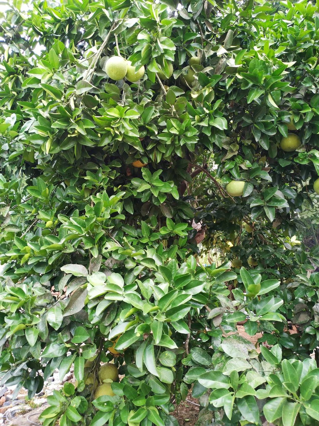 昆山体育生态公园旅行图片 3