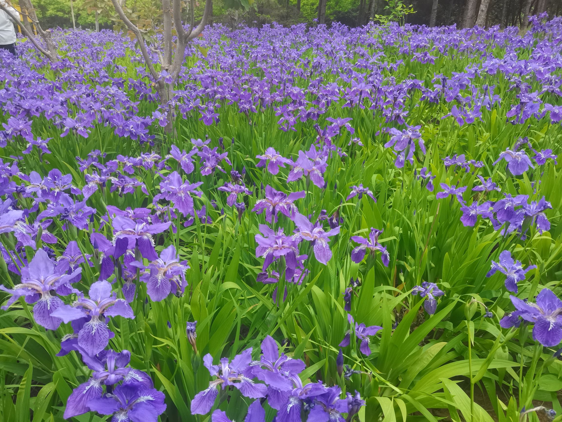 莱芜植物园旅行图片 1