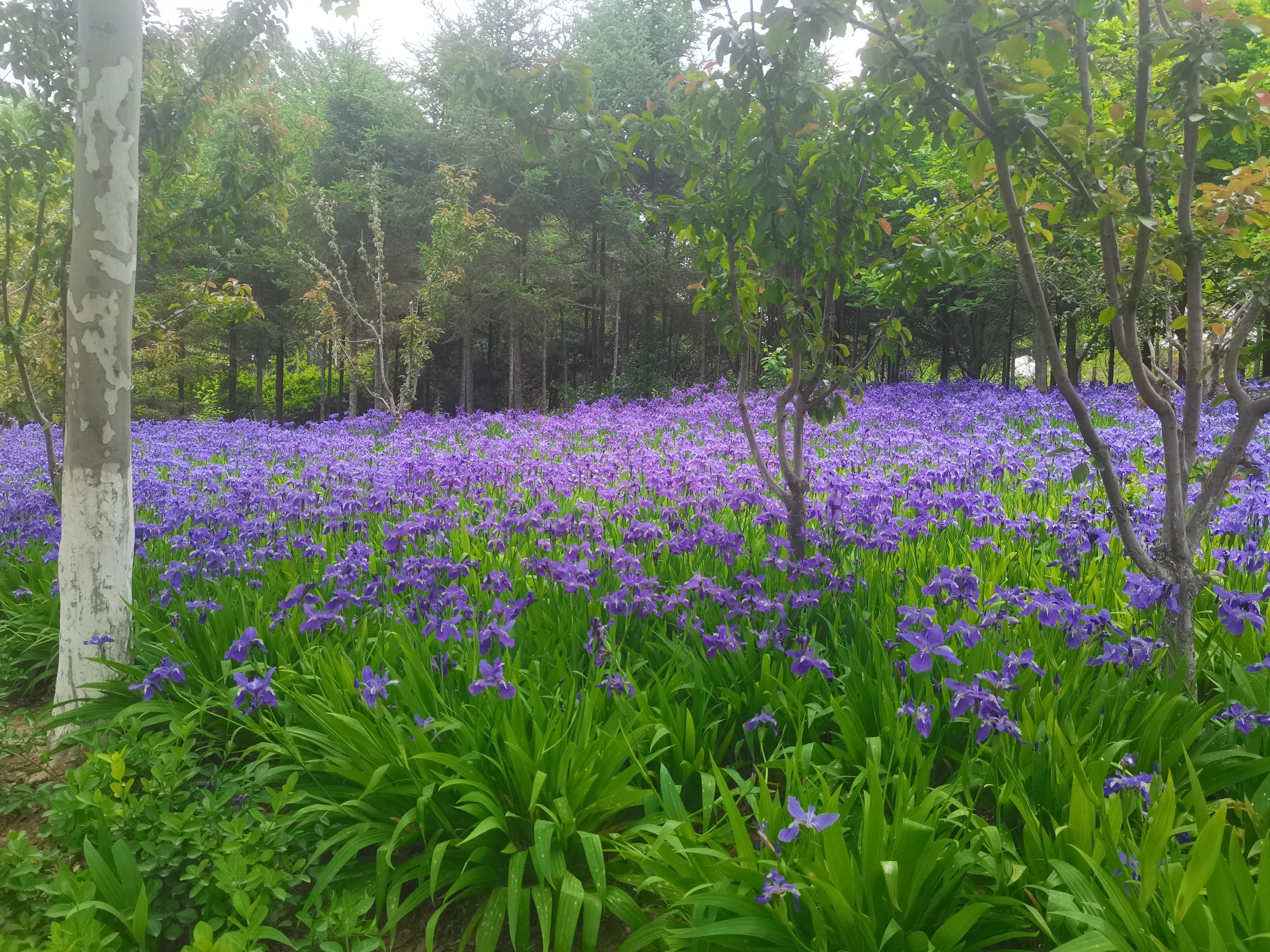 莱芜植物园旅行图片 3