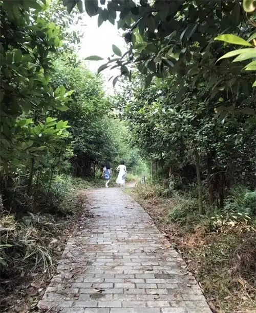 大余县市民森林公园旅行图片 2