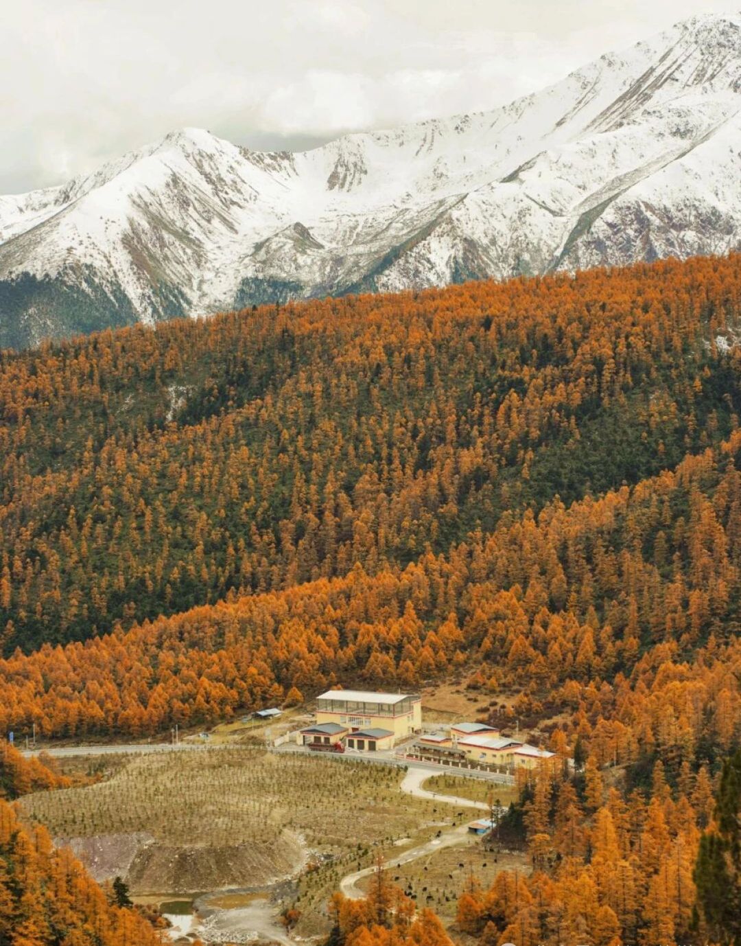 白马雪山自然保护区旅行图片 1