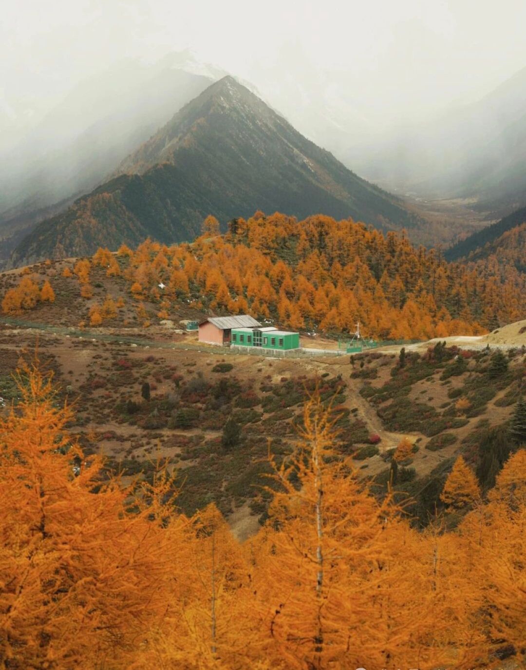 白马雪山自然保护区旅行图片 2