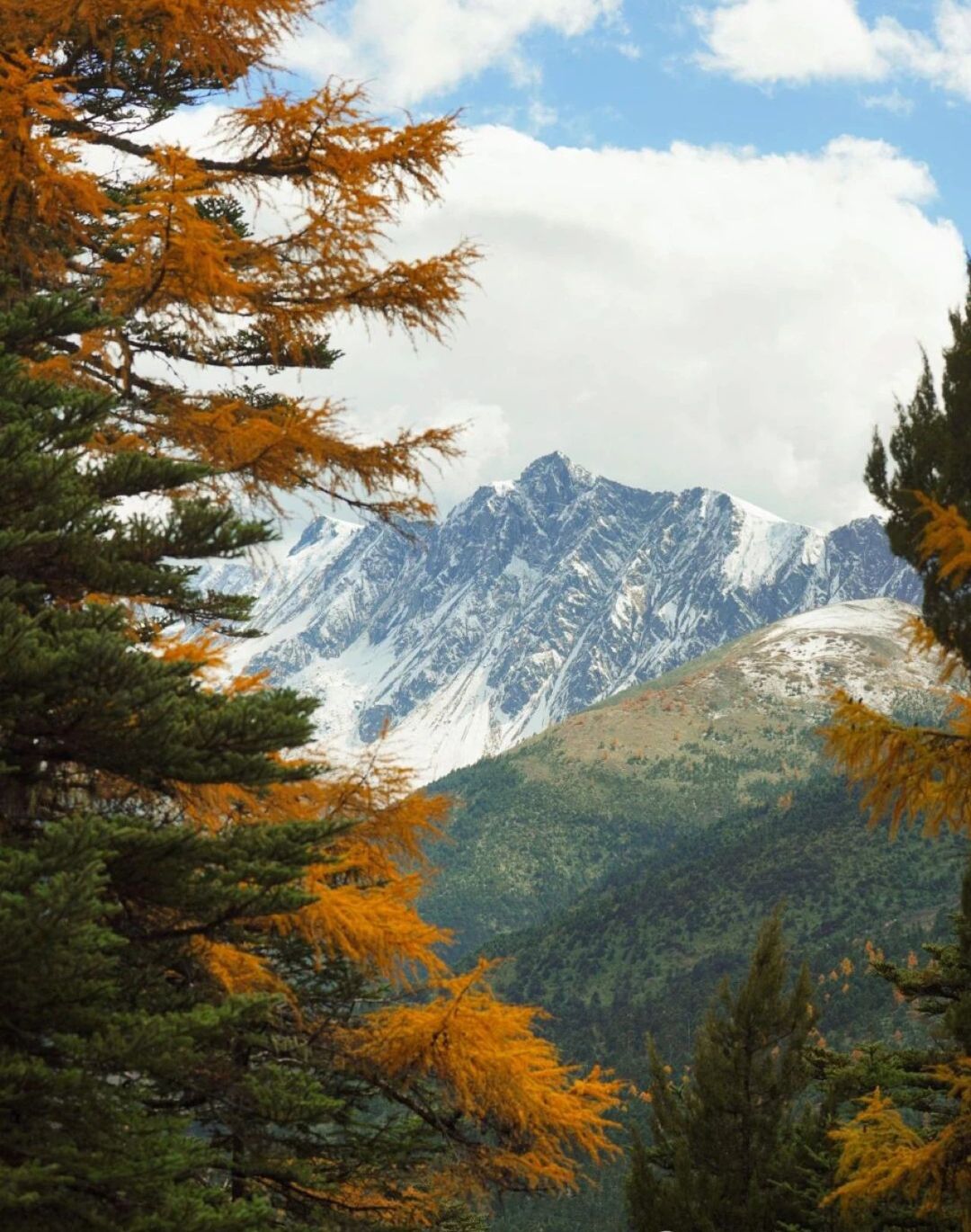 白马雪山自然保护区旅行图片 3