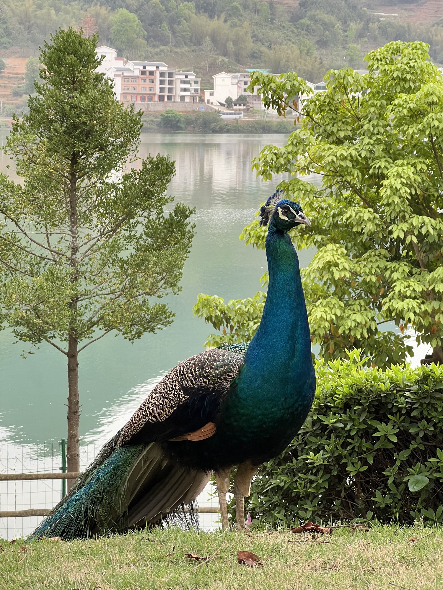 长寿岛旅行图片 3
