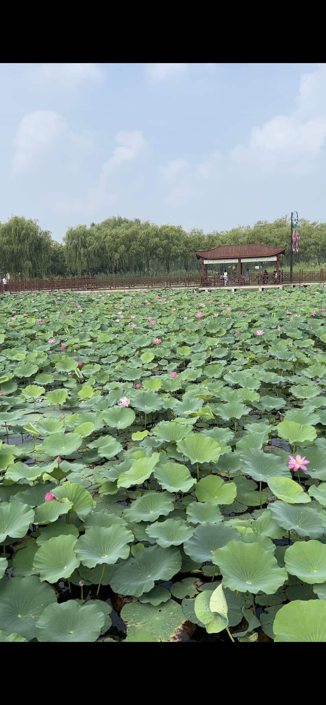 蠡州湿地公园旅行图片 3