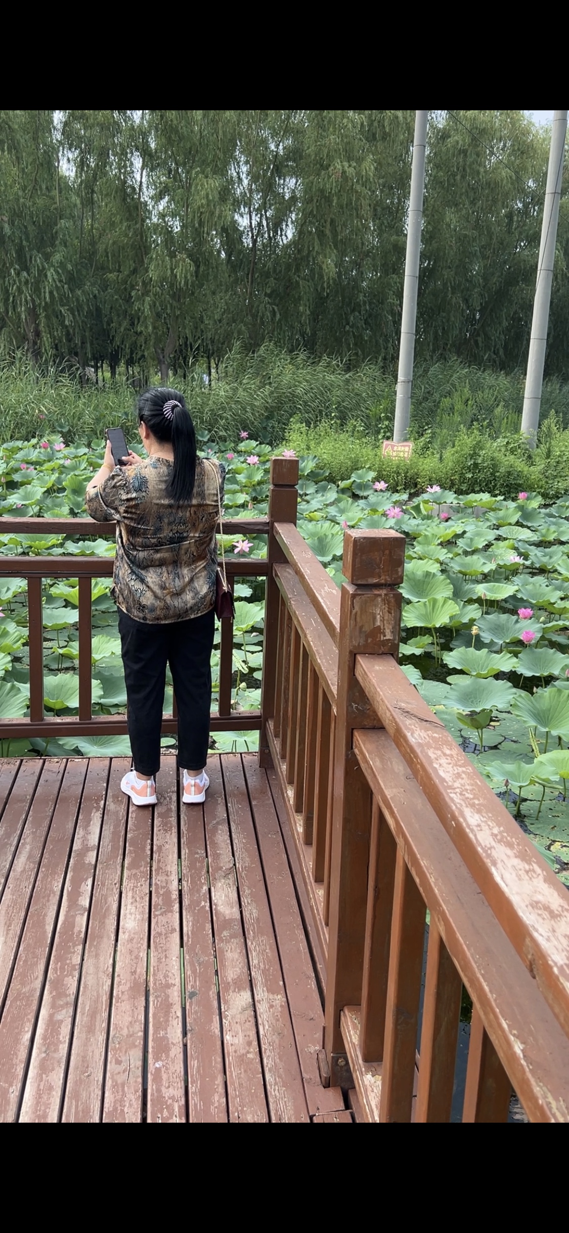 蠡州湿地公园旅行图片 1