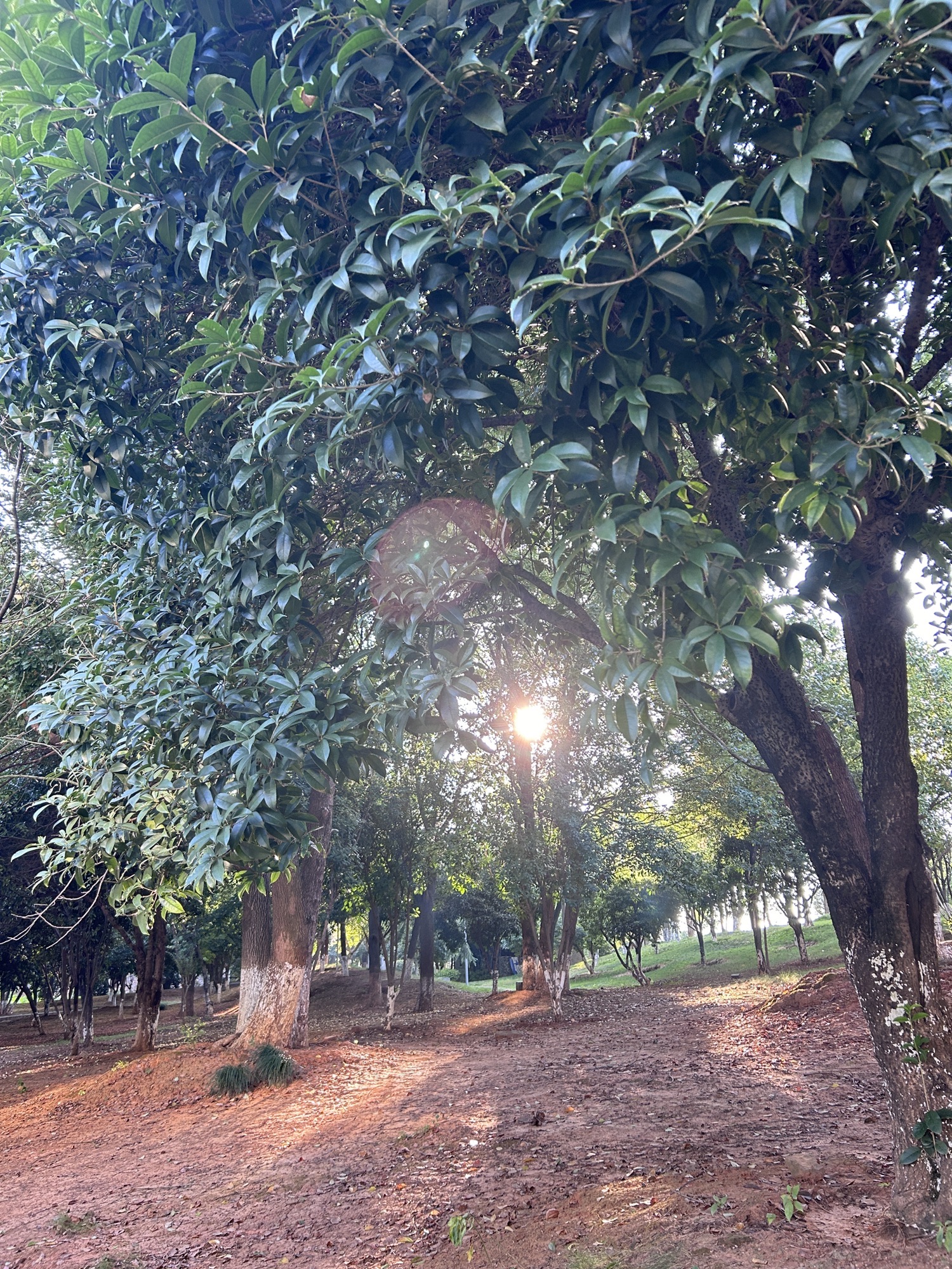 濂溪文化公园旅行图片 1