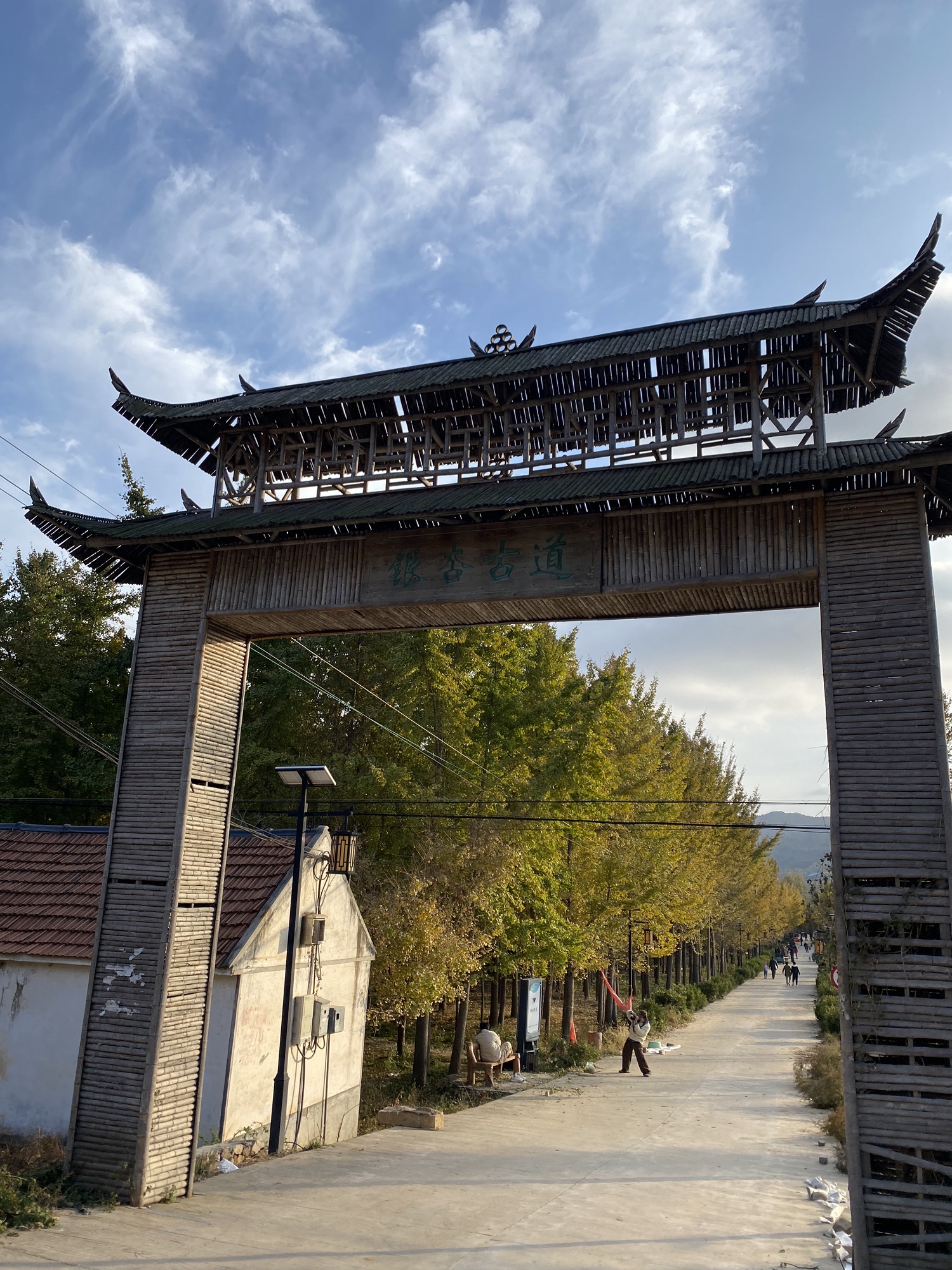 银杏古道旅行图片 1