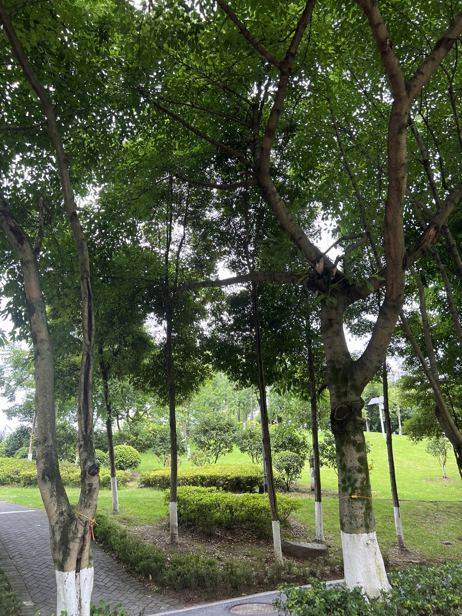 大学城中央公园旅行图片 3
