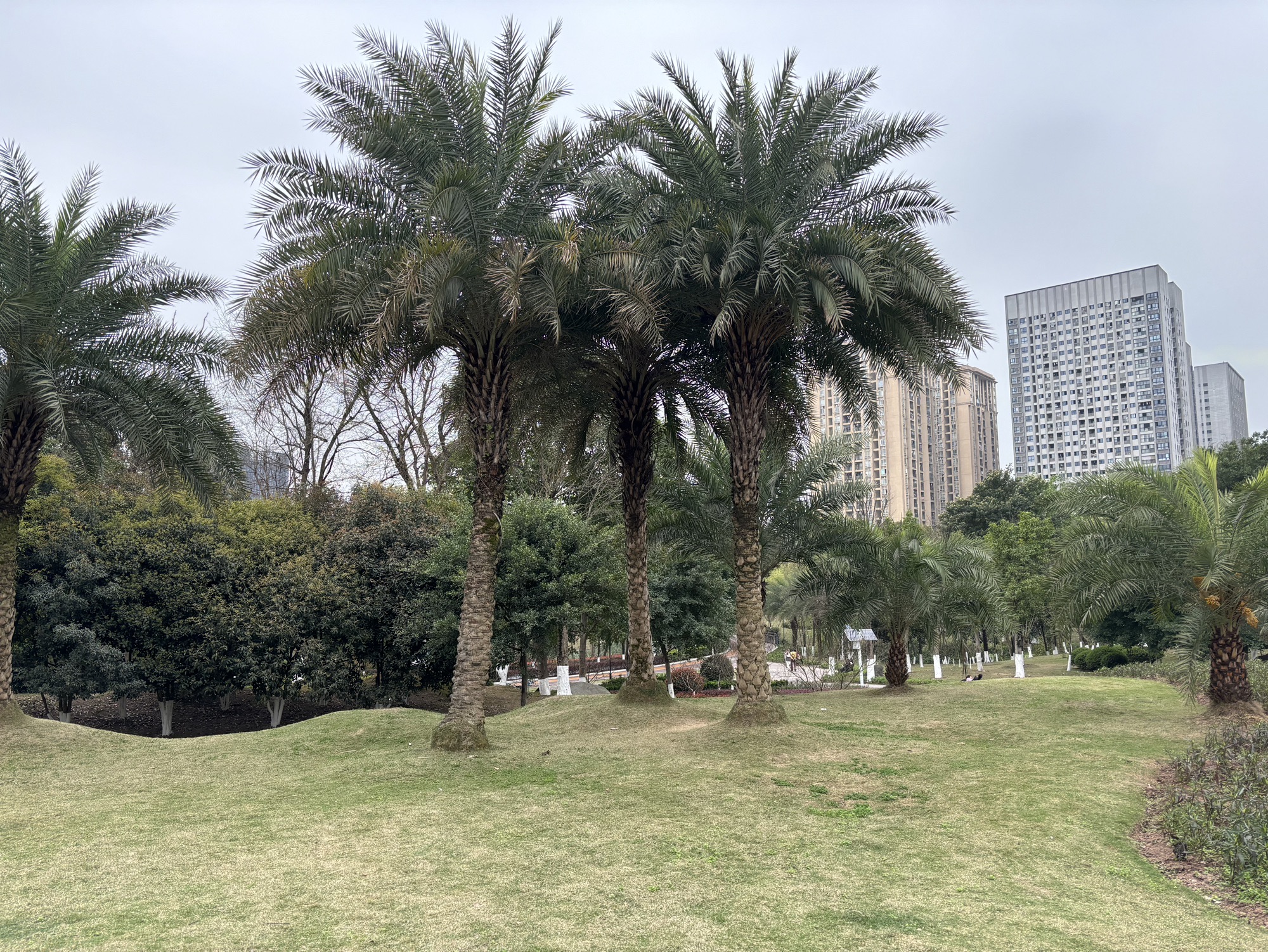 大学城中央公园旅行图片 1