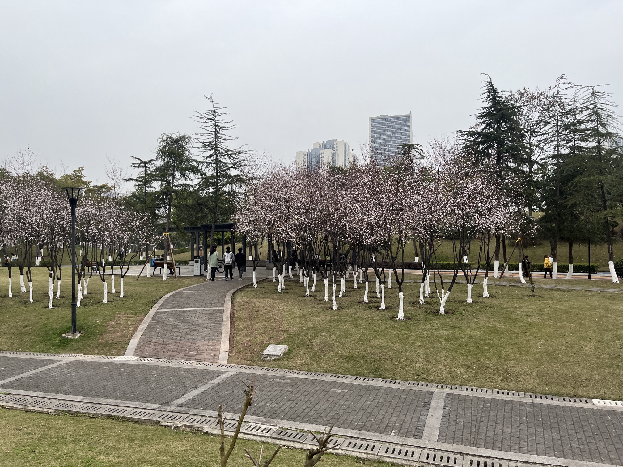 大学城中央公园旅行图片 3