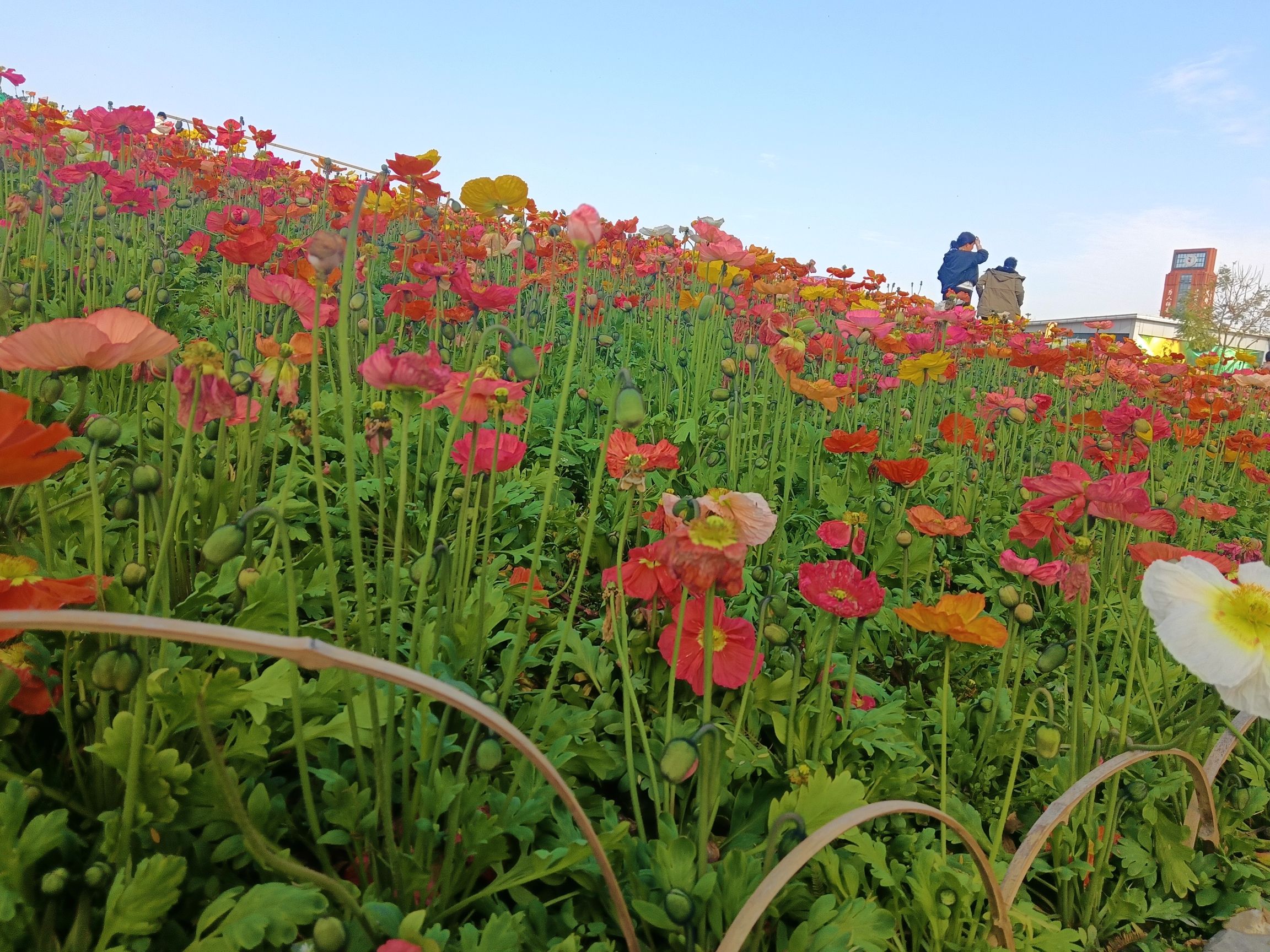 音乐·百花谷旅行图片 1