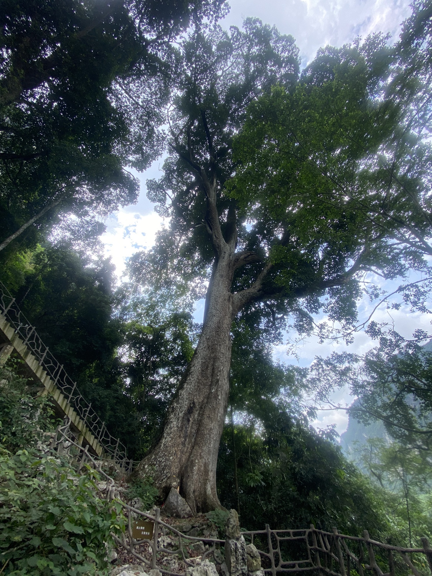龙州蚬木王旅行图片 3