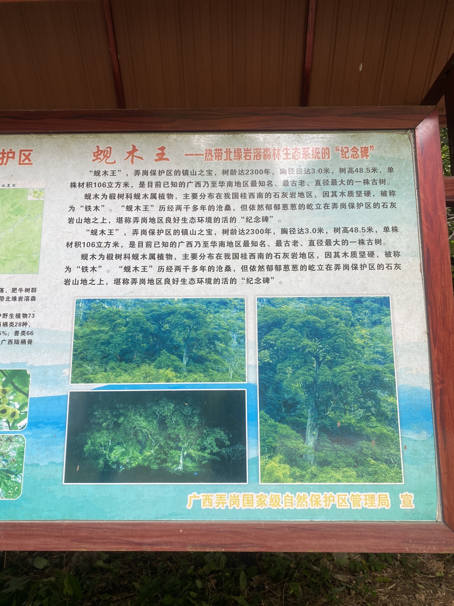 龙州蚬木王旅行图片 1