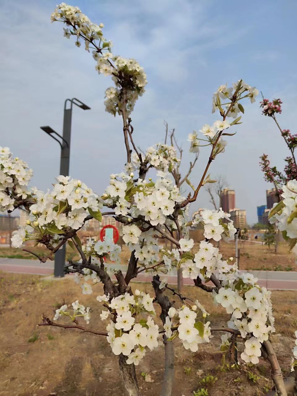清凉江生态公园旅行图片 2