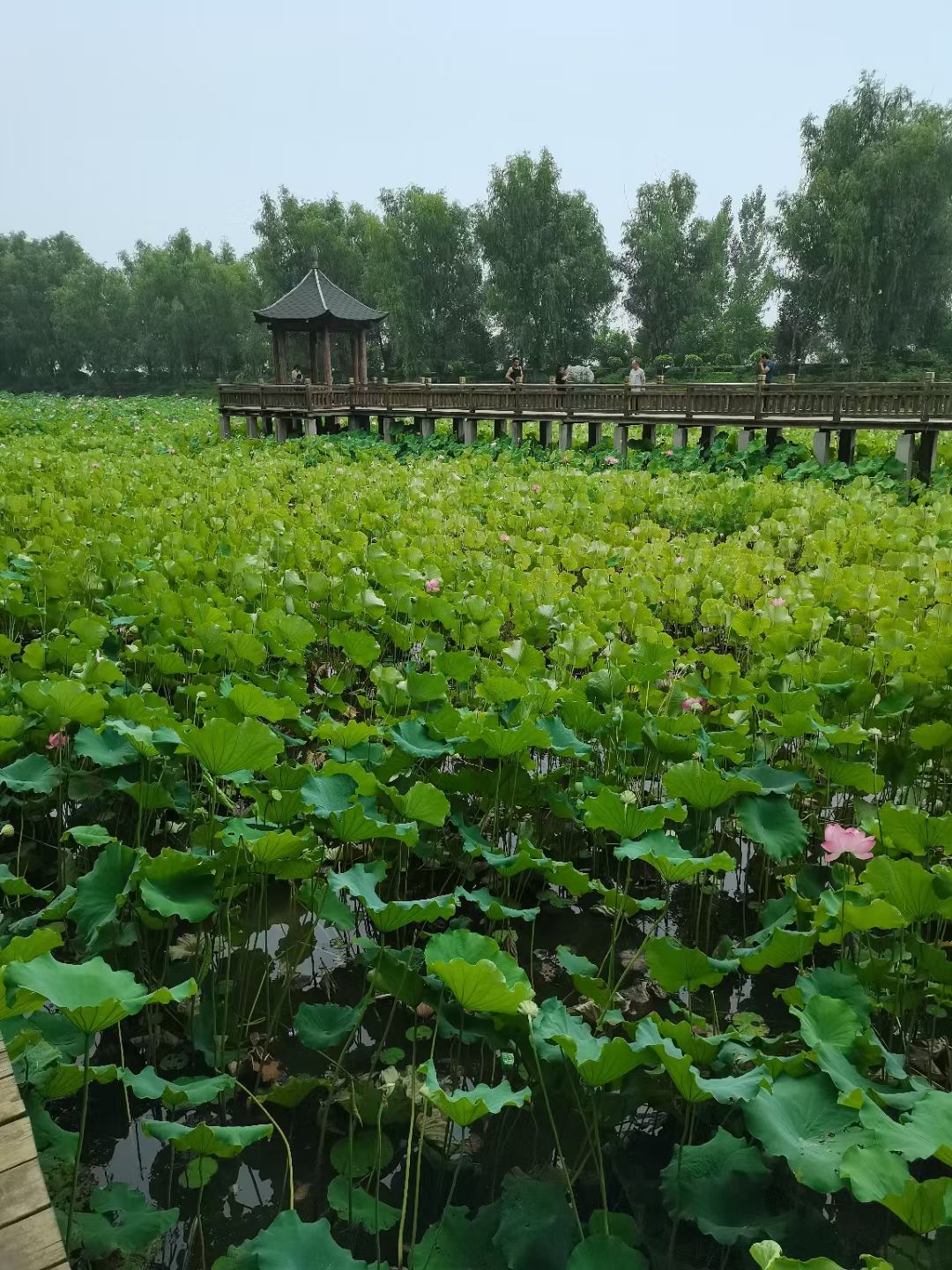 十字坡旅行图片 3