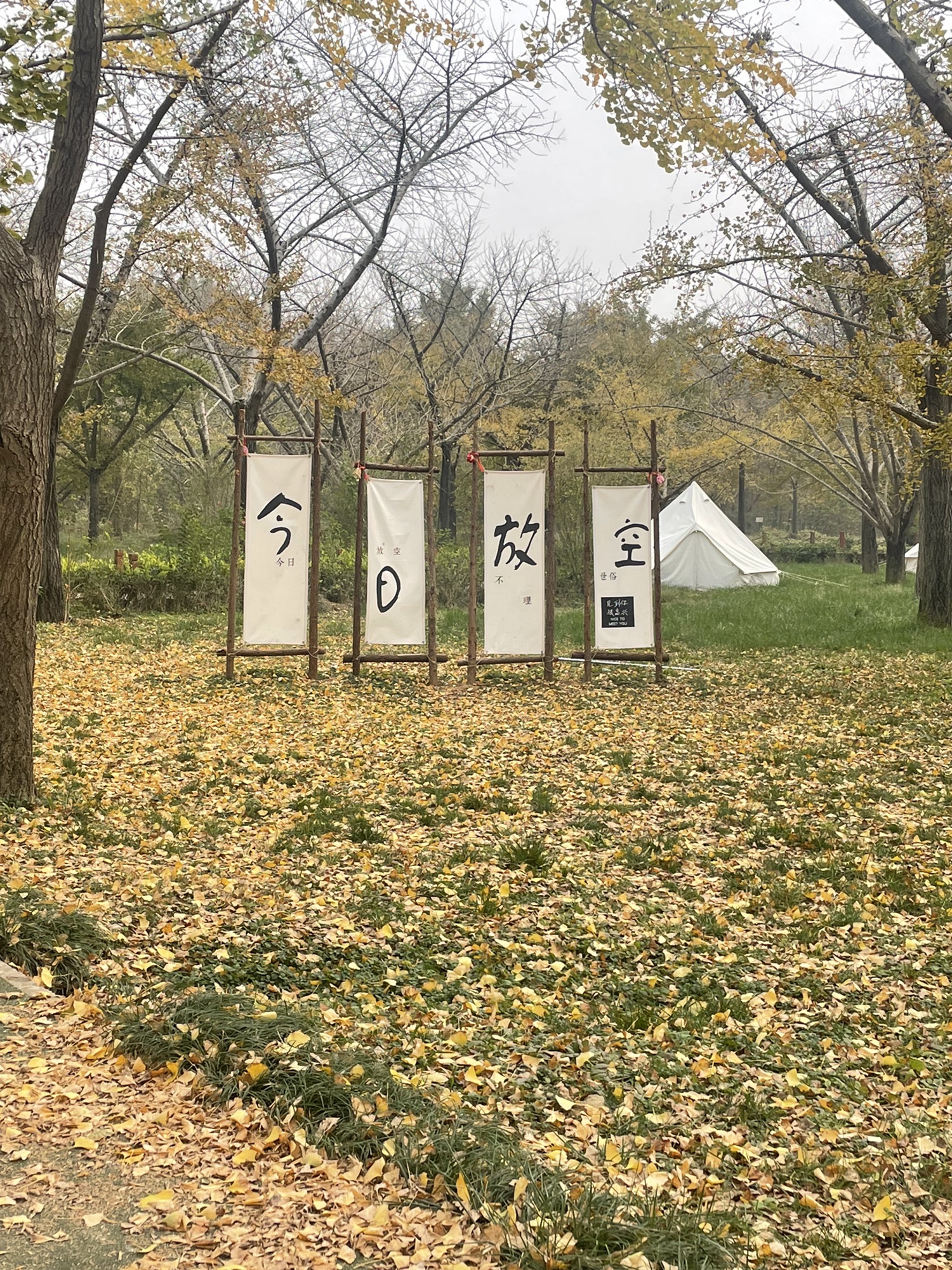 银杏生态旅游区-中华银杏园旅行图片 2
