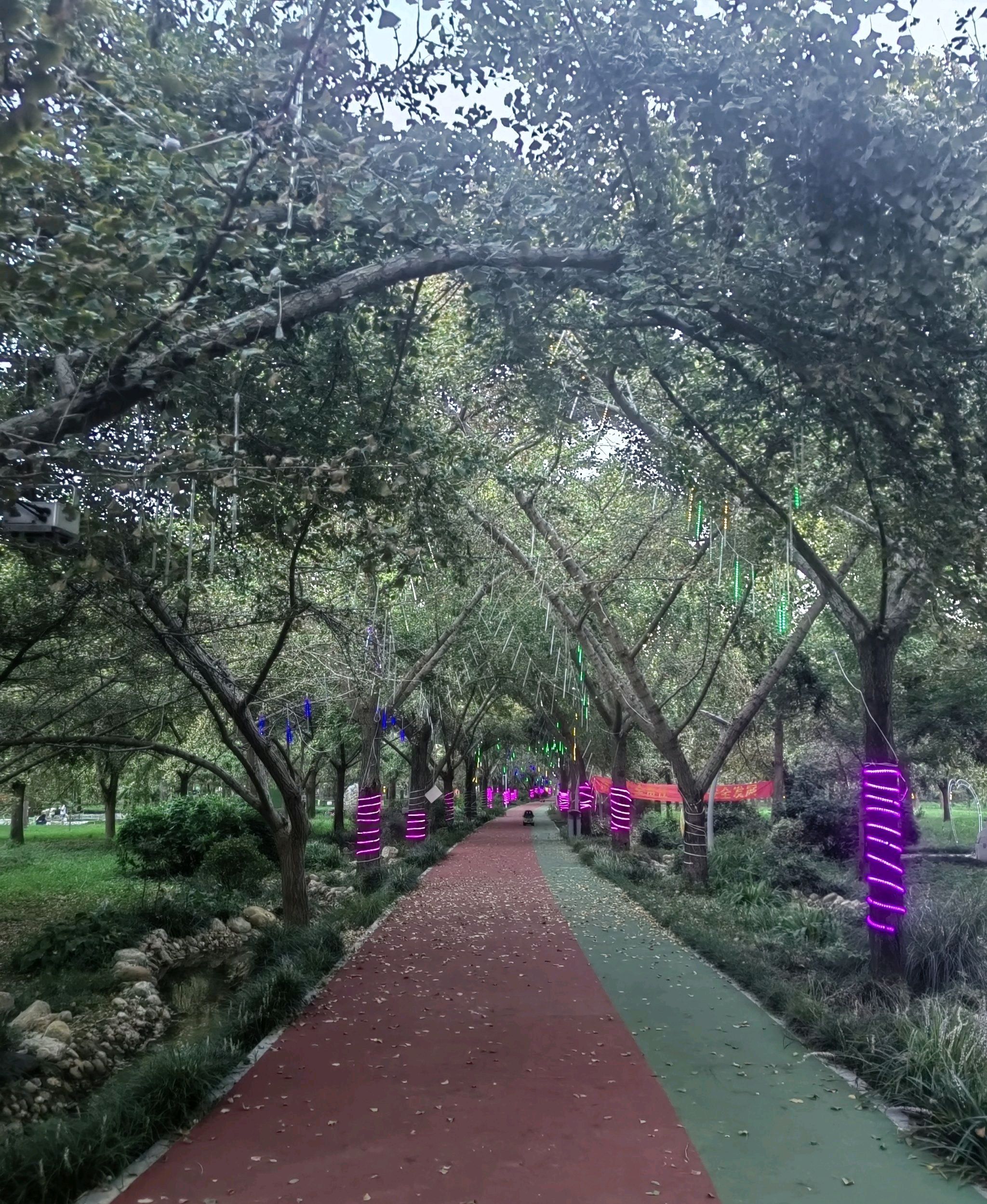 银杏生态旅游区-中华银杏园旅行图片 3