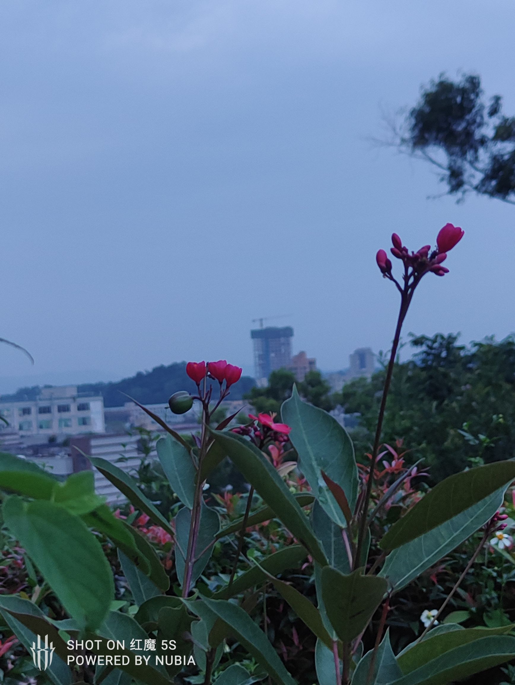 黄背坑公园旅行图片 1