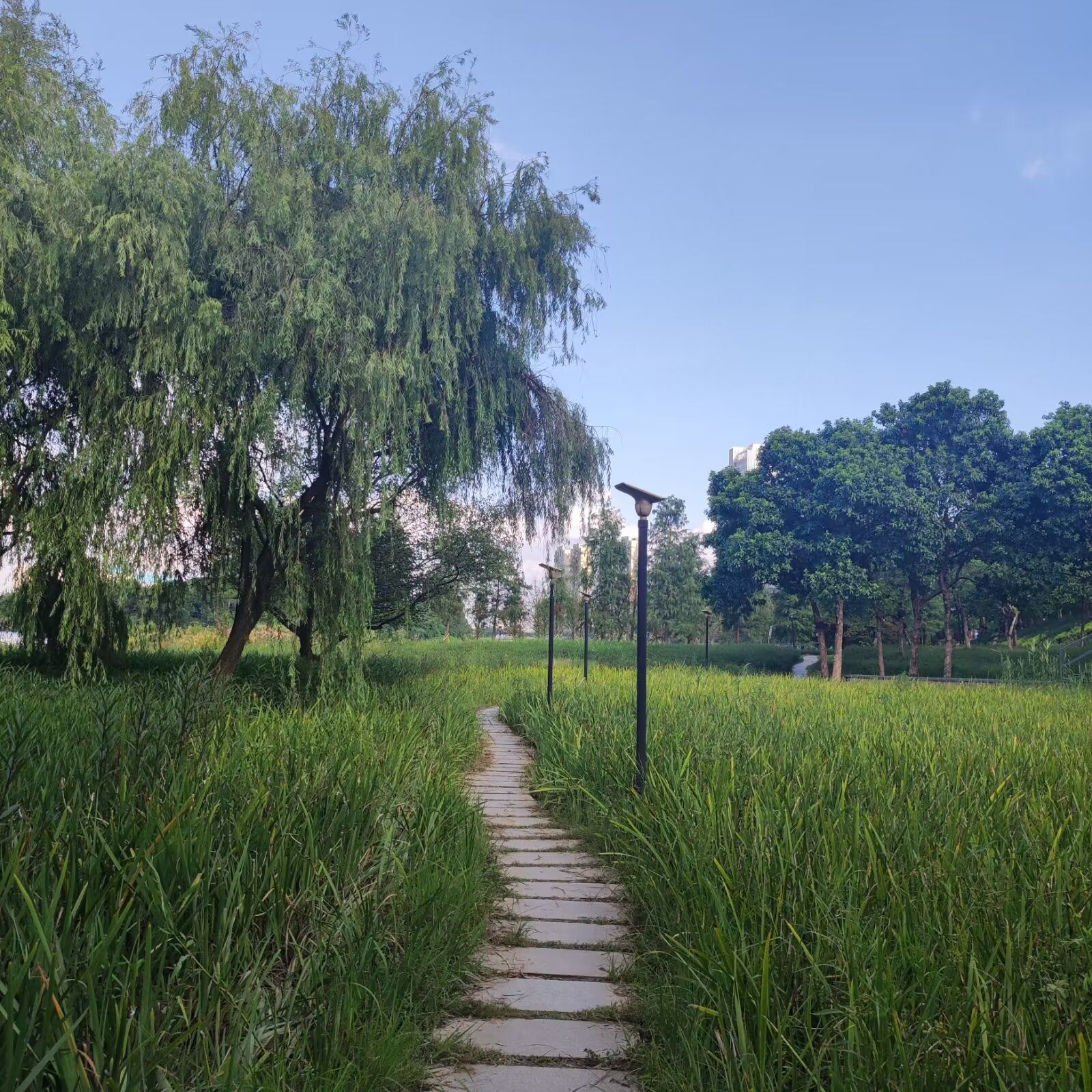 东平河石湾湿地公园旅行图片 2