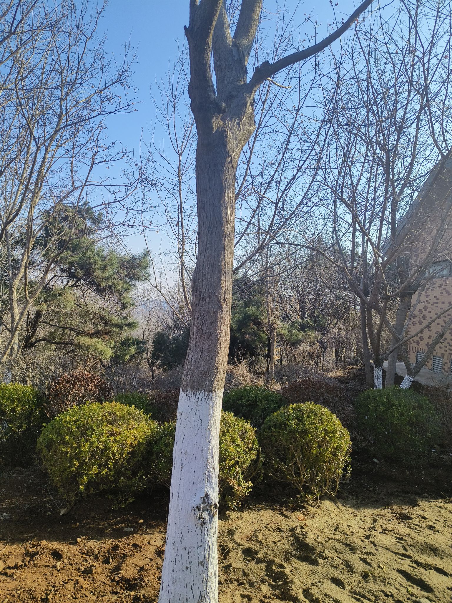椒金山山体公园旅行图片 1