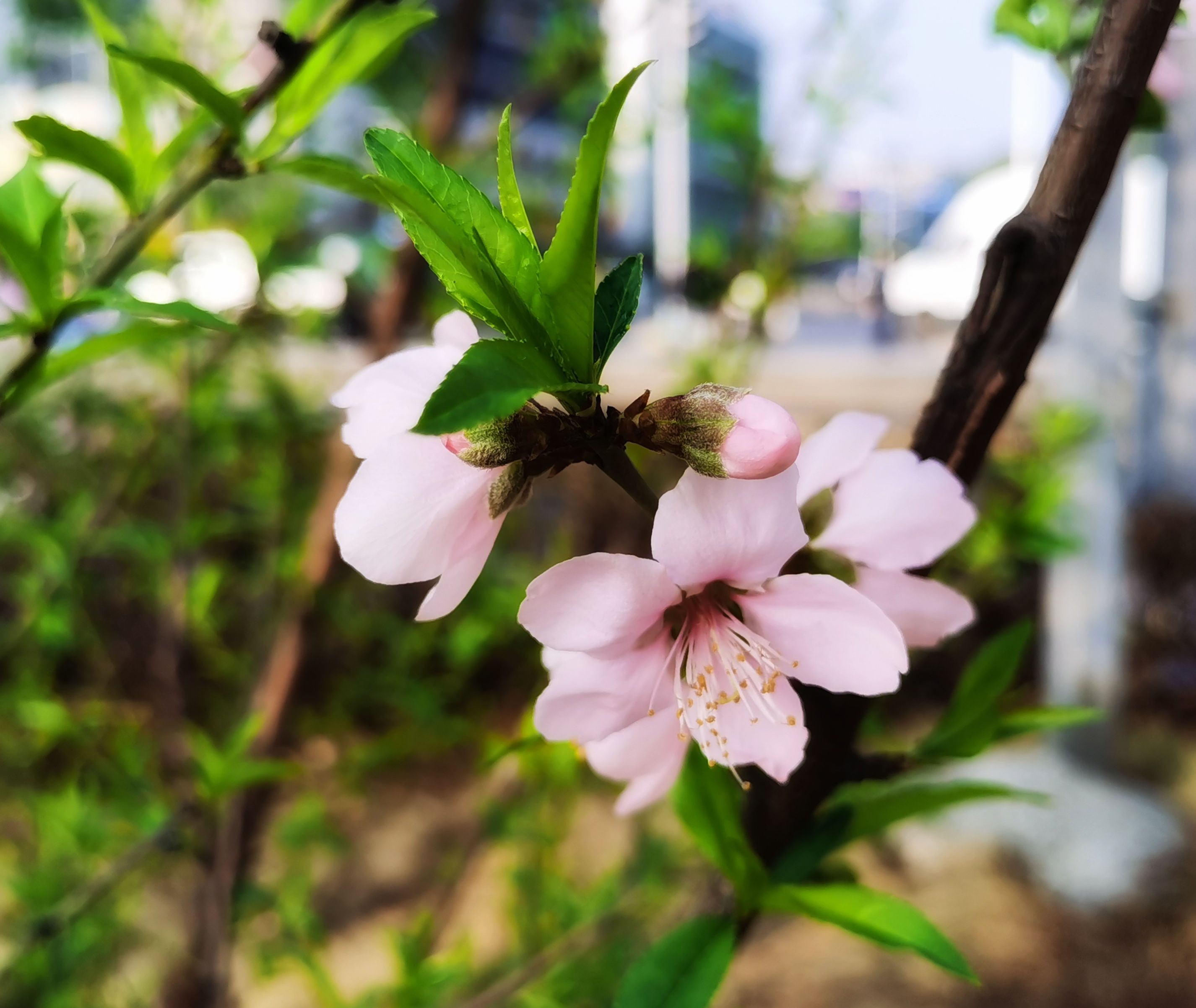 杏花公园旅行图片 3