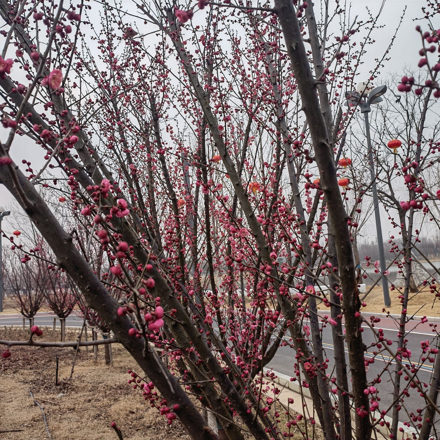 塔子山梅花基地旅行图片 2