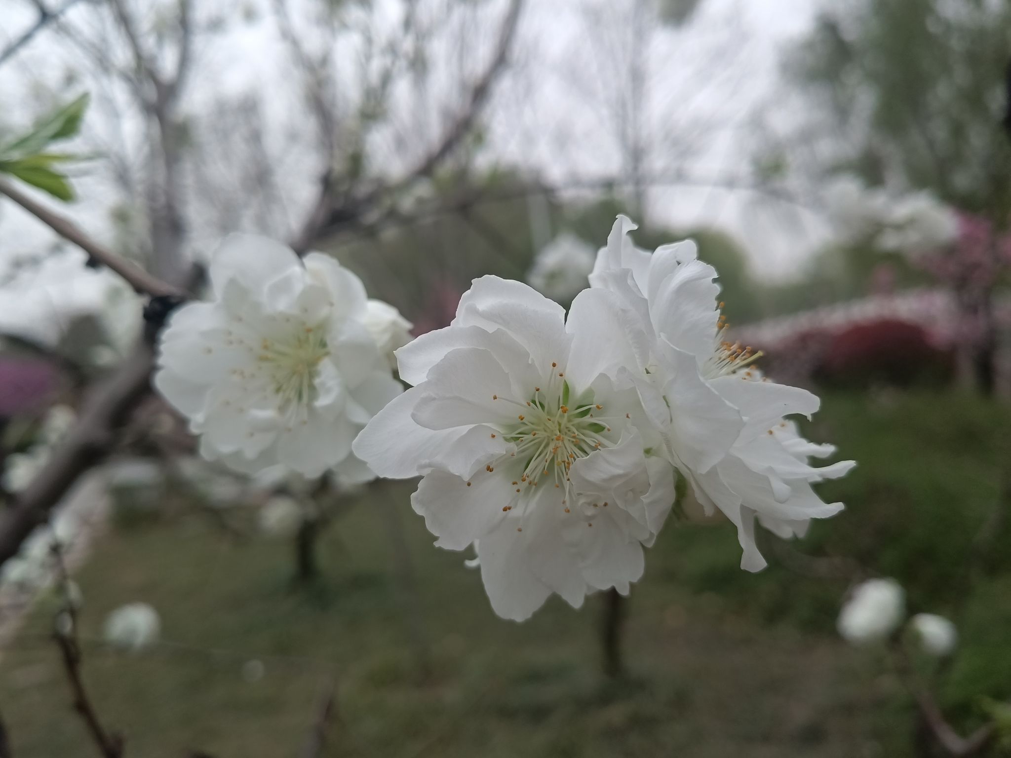 塔子山梅花基地旅行图片 1