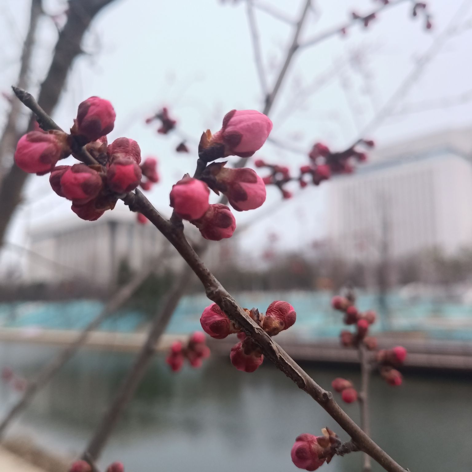 塔子山梅花基地旅行图片 3