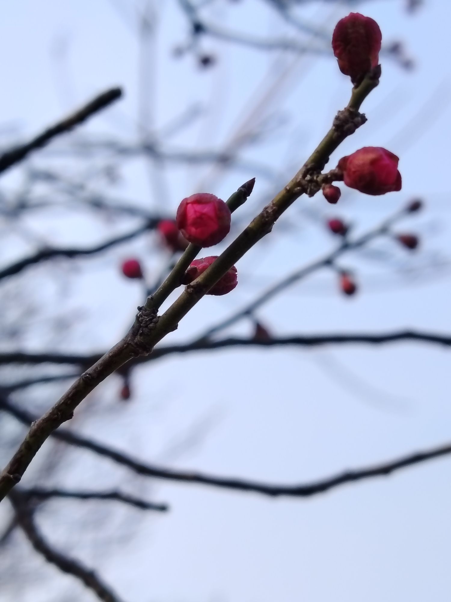 塔子山梅花基地旅行图片 2