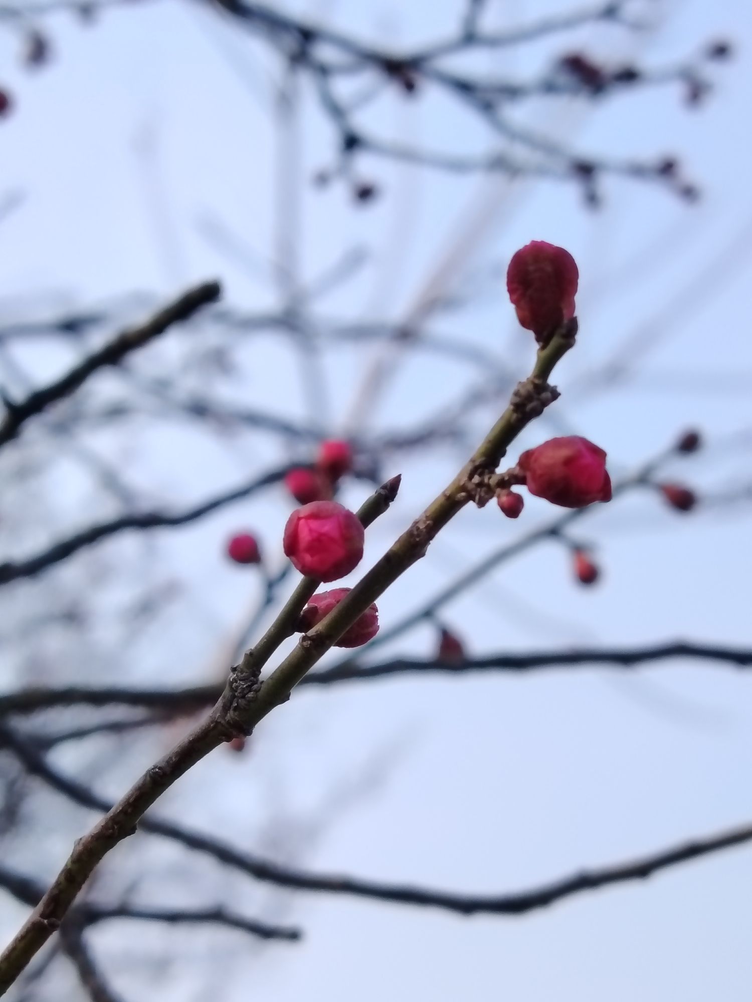 塔子山梅花基地旅行图片 1